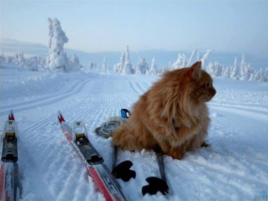 Meet Jesperpus: The Skiing Kitty