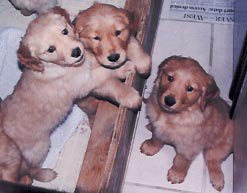 my golden retrievers 9 puppies!!! (cant see them all)