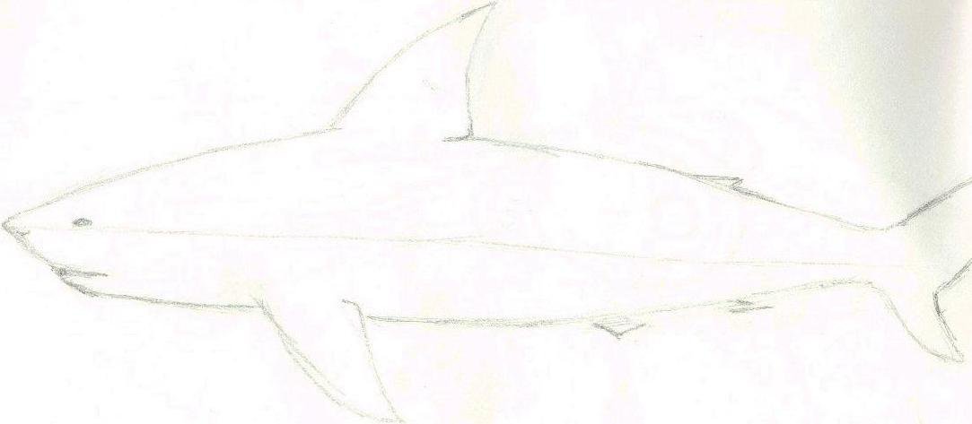 Old sketch of a shark... Not a specific species, but similar to a short-finned mako