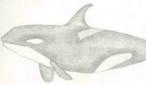 Old sketch of an orca