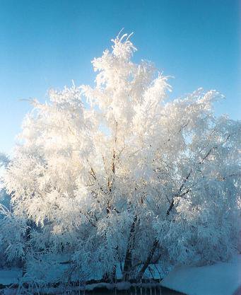Snow covered tree in the sun