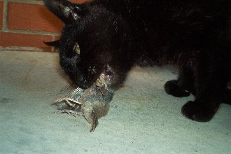 My 17 year old cat eating his freshly caught dinner