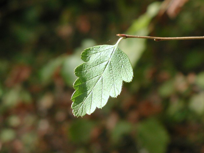 Close Up of Leaf