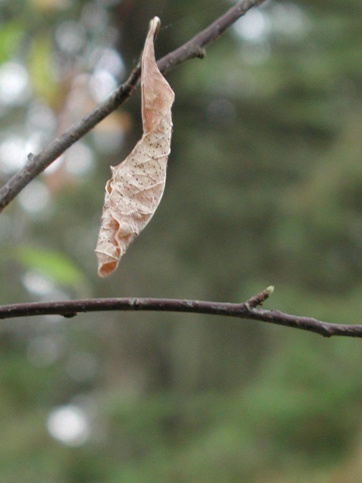 Leaf and Twigs close up