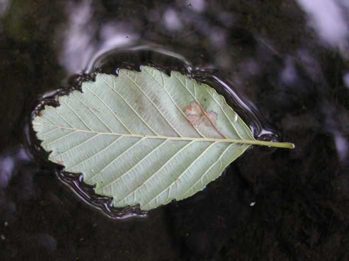 Leaf in Water