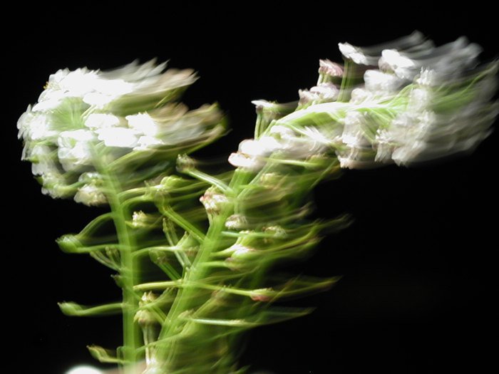 Flowers long exposure