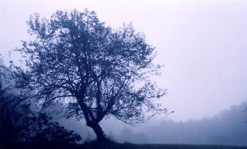 Tree fog