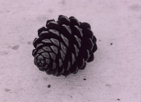 pinecone- i like the contrast