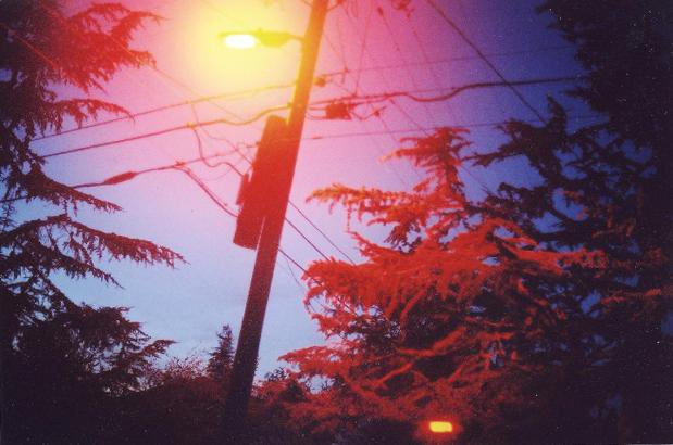 Street light/ trees, overexposure.