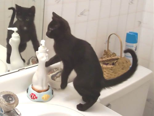 Confused Kitten