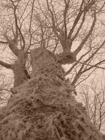 Cold Tree