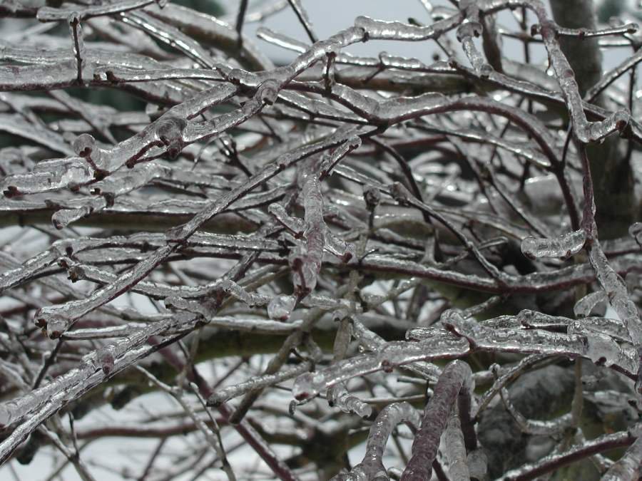 Icy Tree limbs