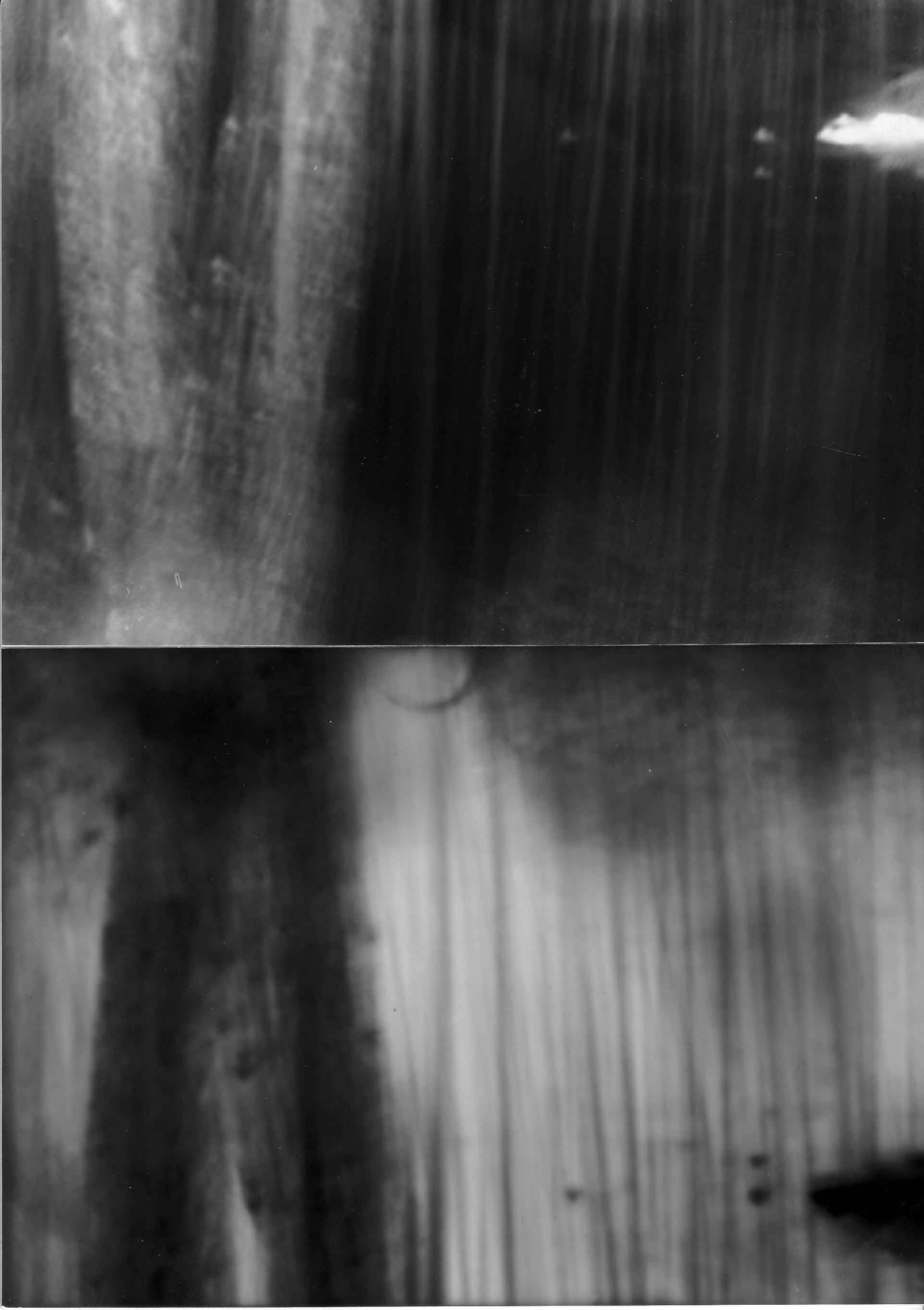 Transformation: Tree with snow long exposure, one reversed one negative