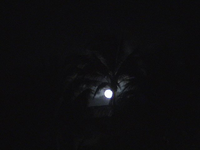 moon through the palm trees