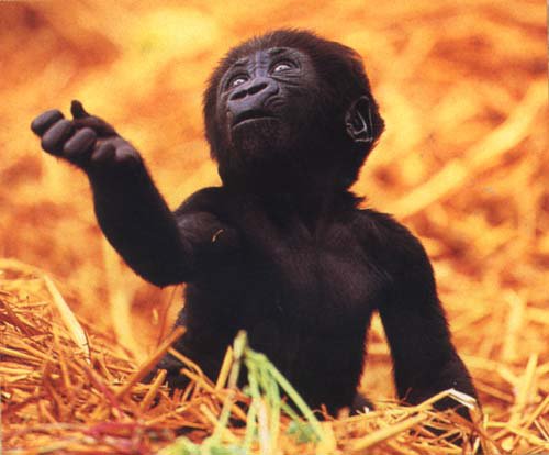 *HOT* baby gorilla fully nude