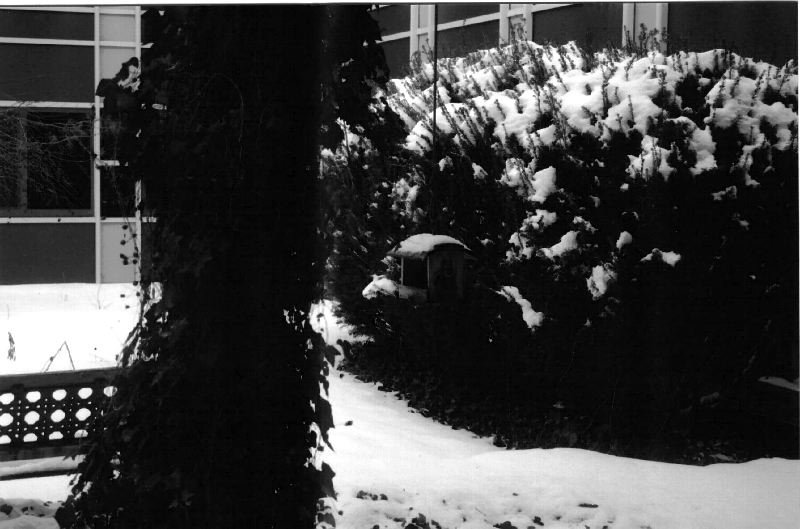 garden in the snow