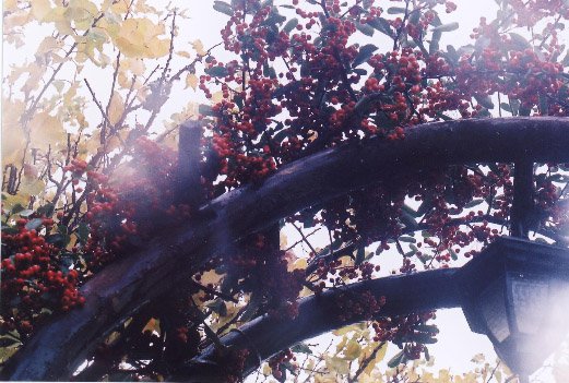 berries on a fence in the rain