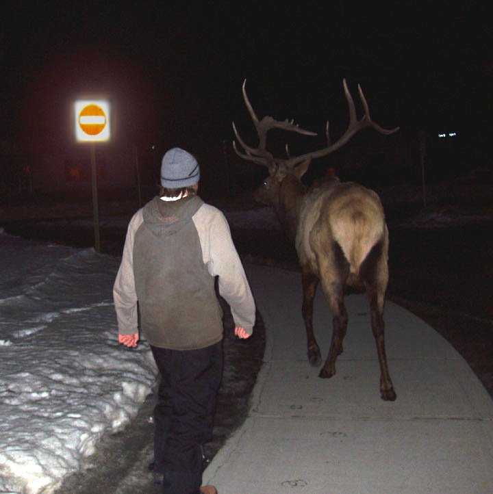 Ladies and Gentlemen; Jayson M  (attempting to spank an elk)