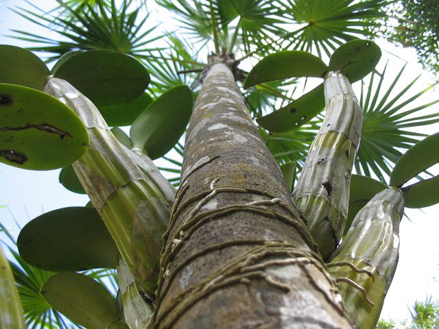 cool DOF of cactus on tree, unique