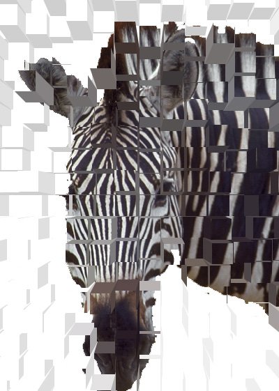 Zebra