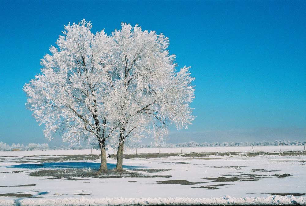 Picture: An Icy Tree