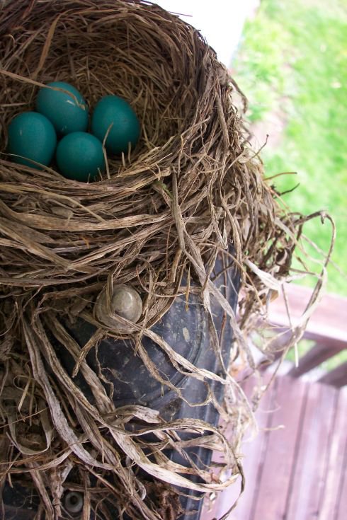 Robins eggs in nest