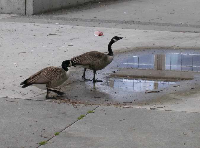 Urban Geese