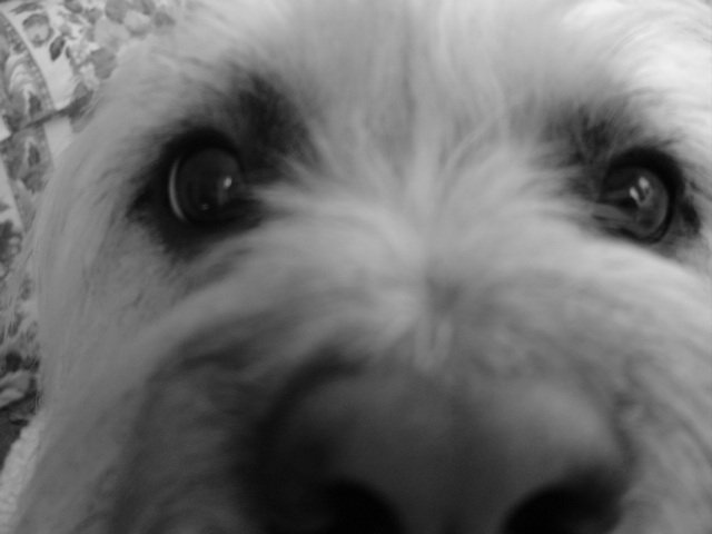 close up of my dog, kinda blurry?