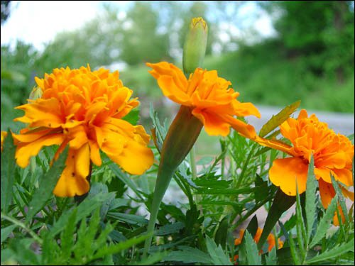 orange flowers