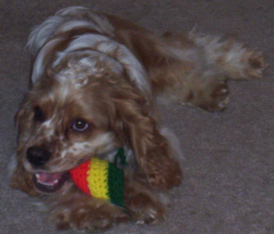 rasta pup