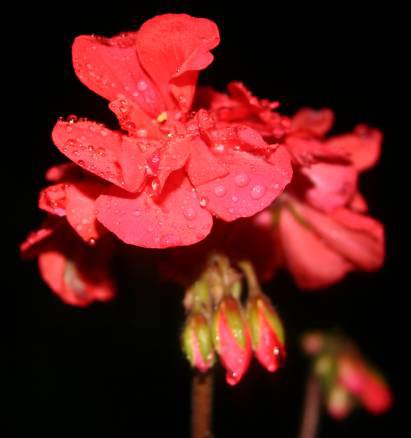 wet geranium