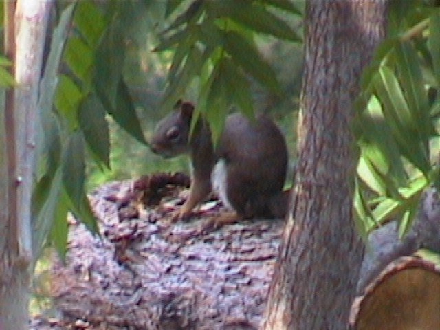 DEAD SQUIRREL SCREAM!!!!!! AHHHH!!!