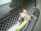 BIRD+TRUCK =.................................