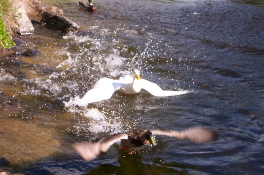 Duck Fight