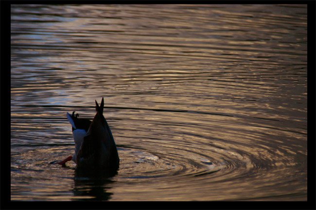 Duck looking for food.