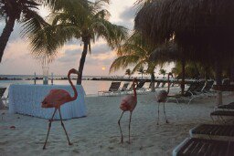 A cool shot of some flamingos in Aruba