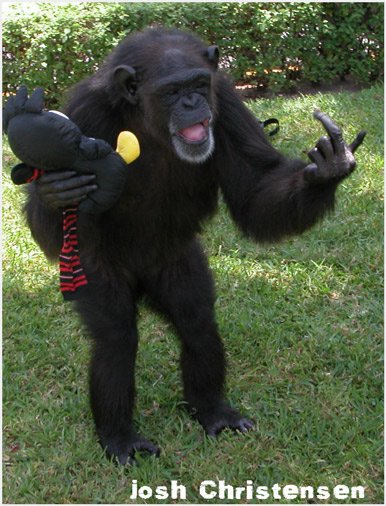 Chimp Middle Finger