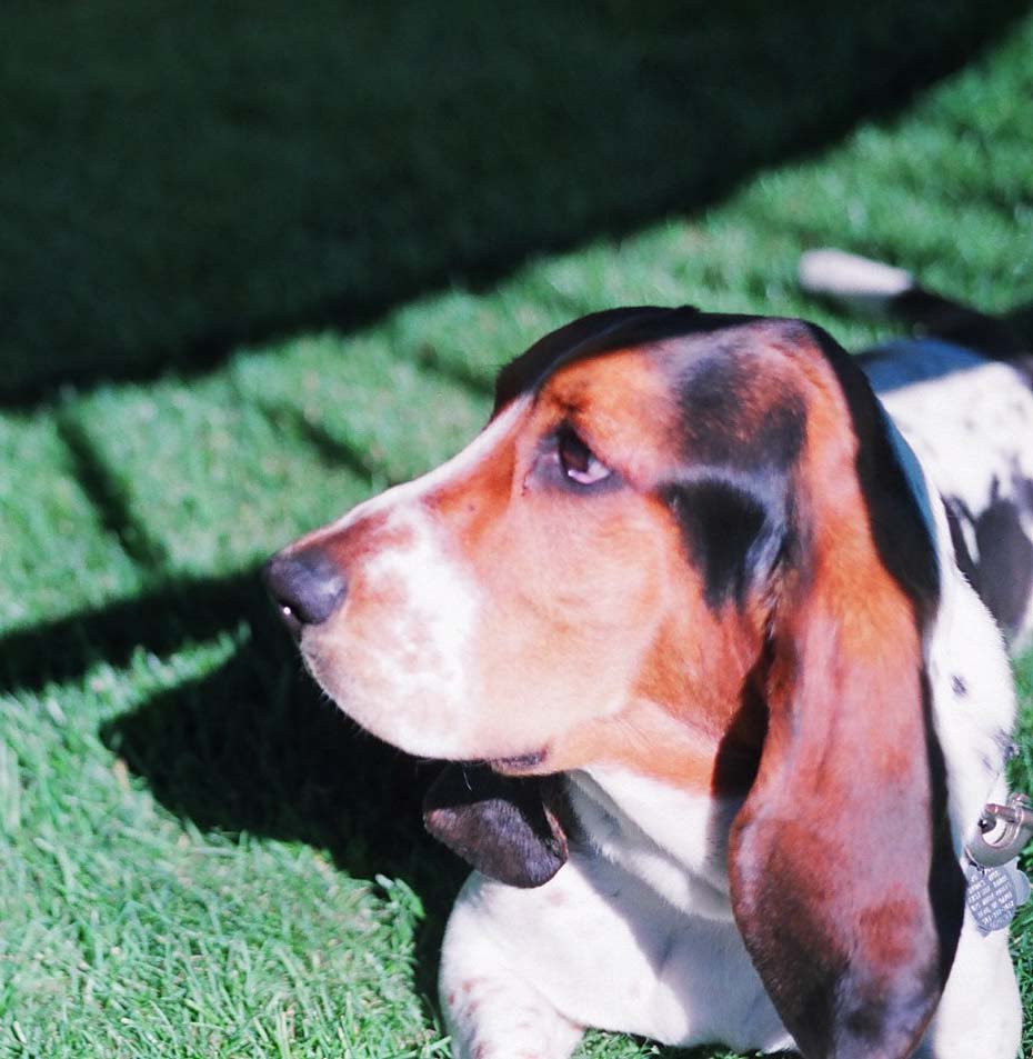 its my basset hound named duke.