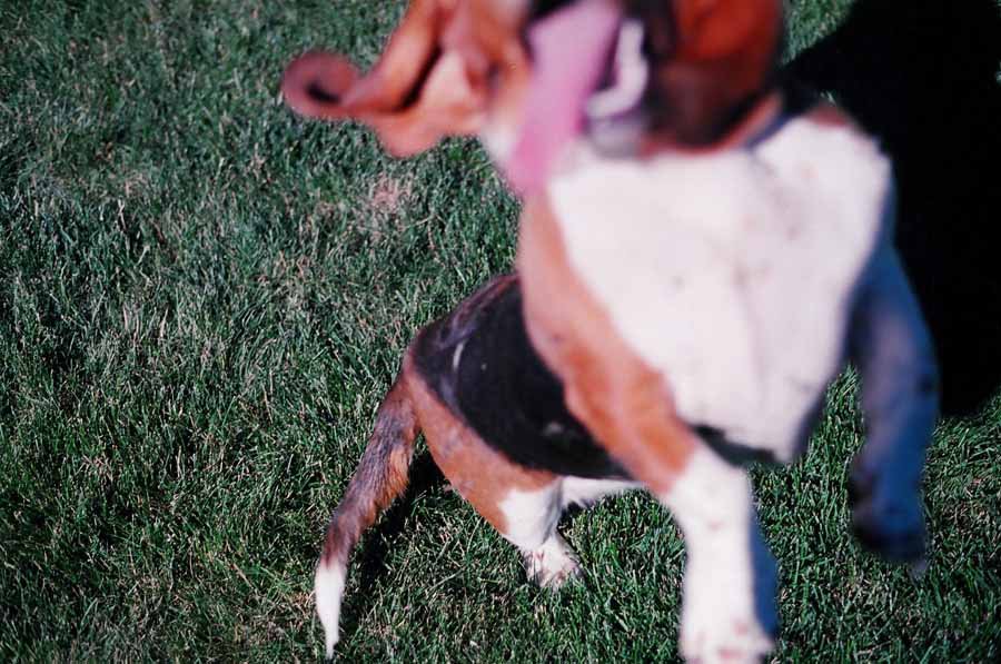 Shes kinda crazy. its another basset.
