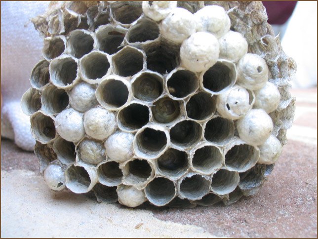 Bee's Nest [up Close and Personal]