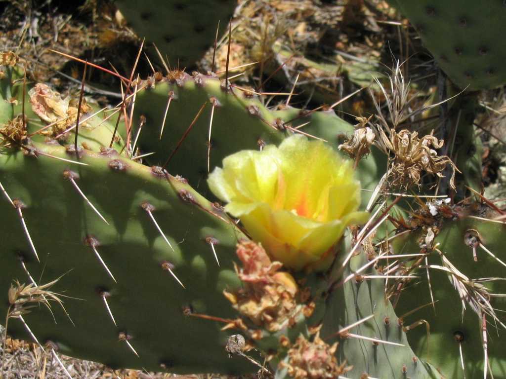 cactus n' flower