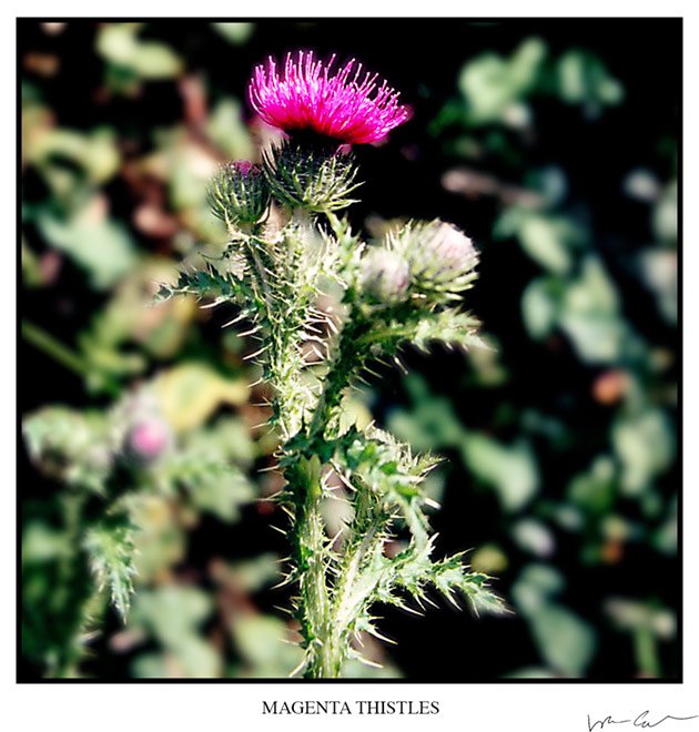 Magenta Thistles (from slide)