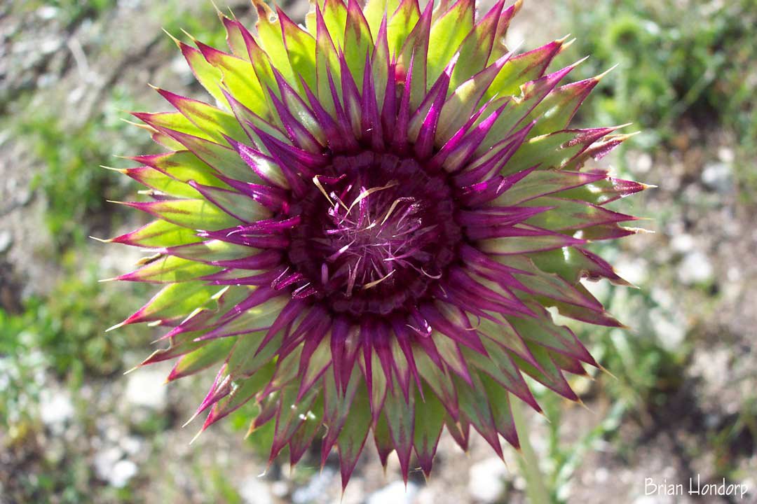 A spikey Flower