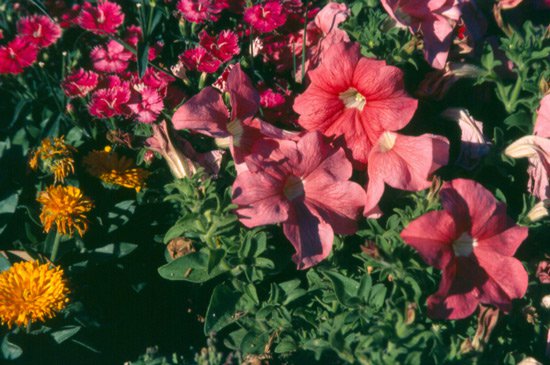 pink flowers