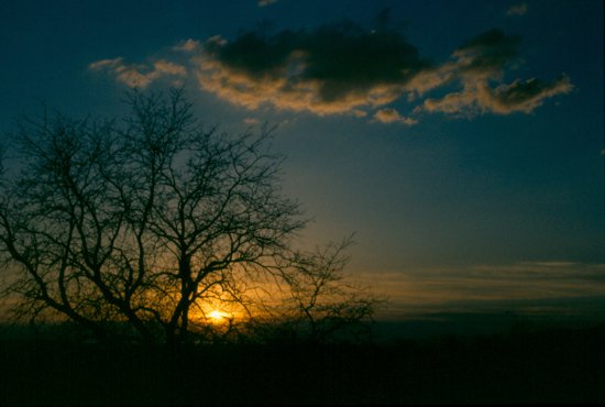 tree and sunset