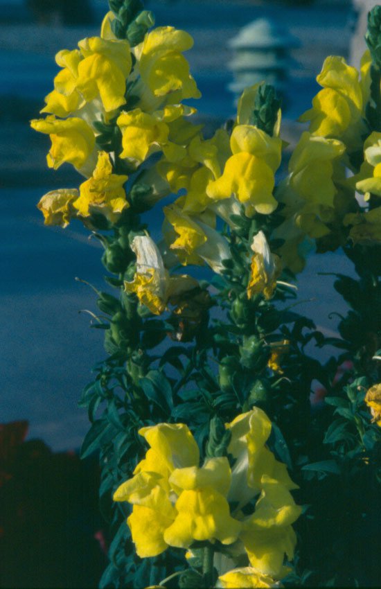 yellow flowers