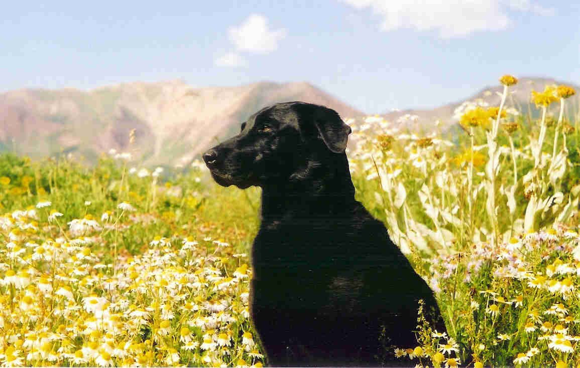 my black lab Abbi