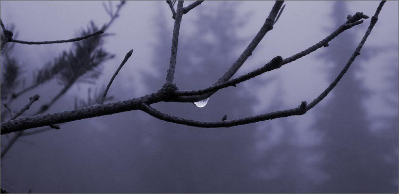 water droplets and trees on mt hood.