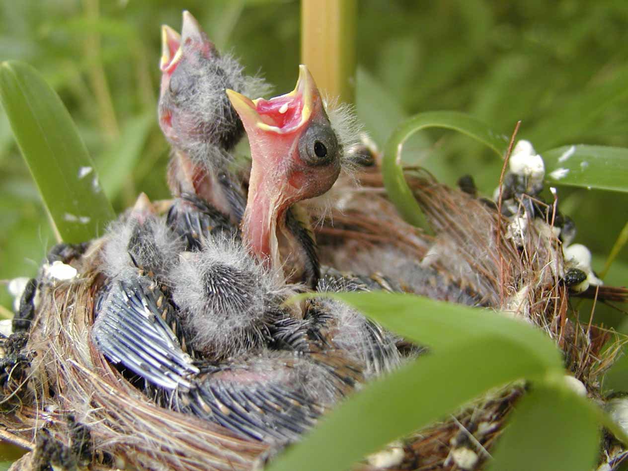 baby birds in nest