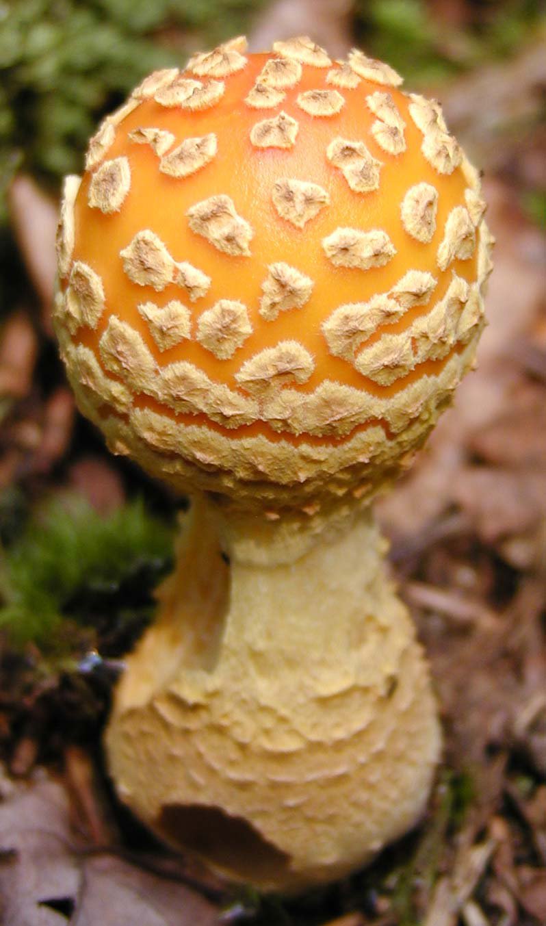 holy shit this is one messed up mushroom